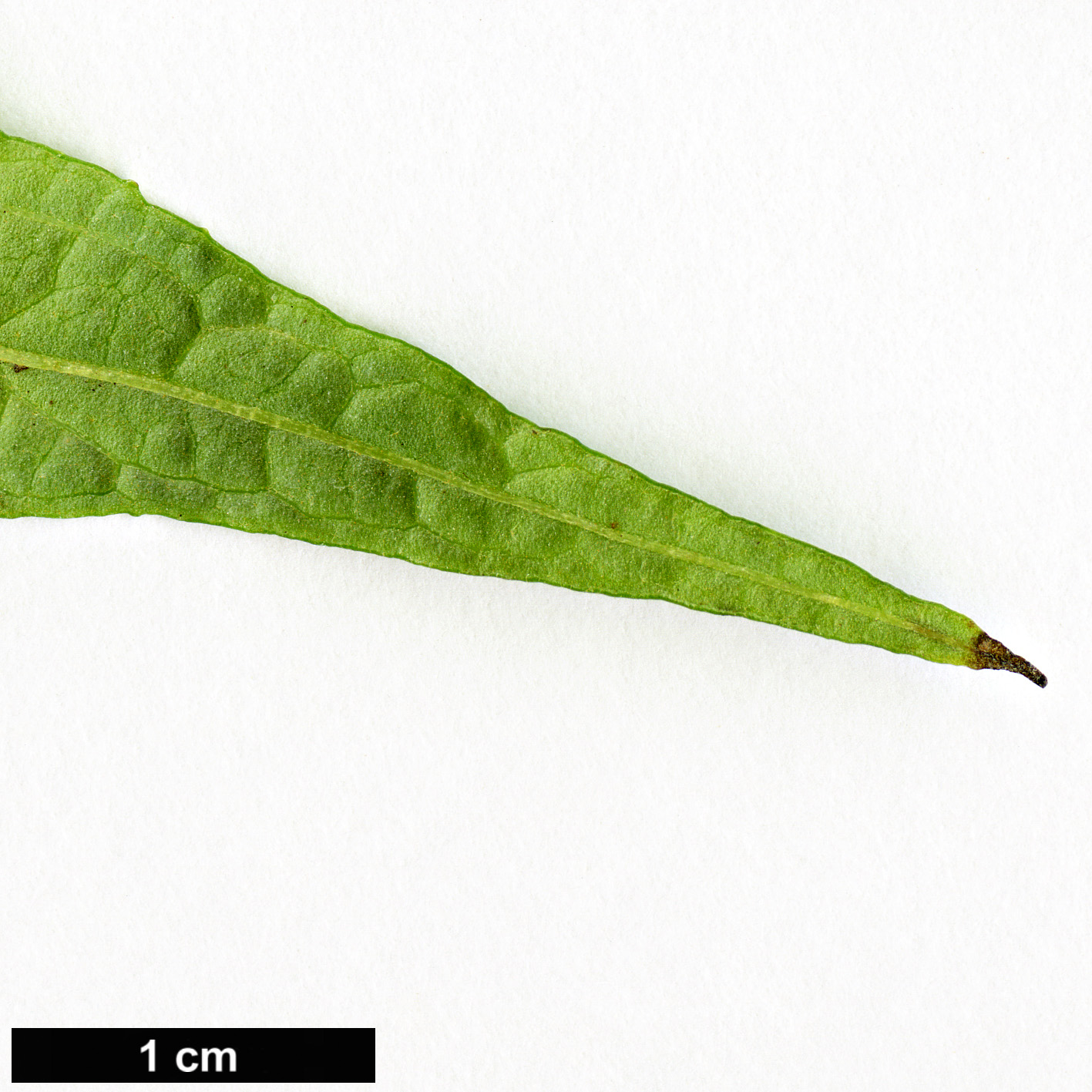 High resolution image: Family: Scrophulariaceae - Genus: Buddleja - Taxon: venenifera - SpeciesSub: f. calvescens